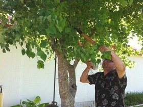 Pruning a tree at Grandma and Grandpa Reading s ho.jpg